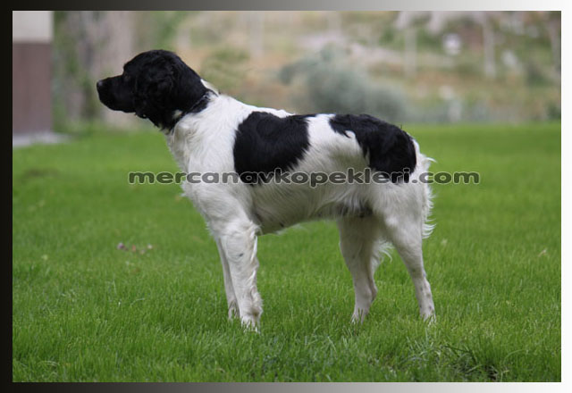 Breton Av Köpeği