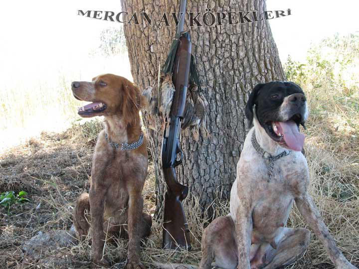 Mercan Av Köpekleri