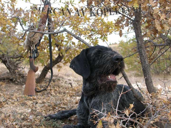 Mercan Av Köpekleri