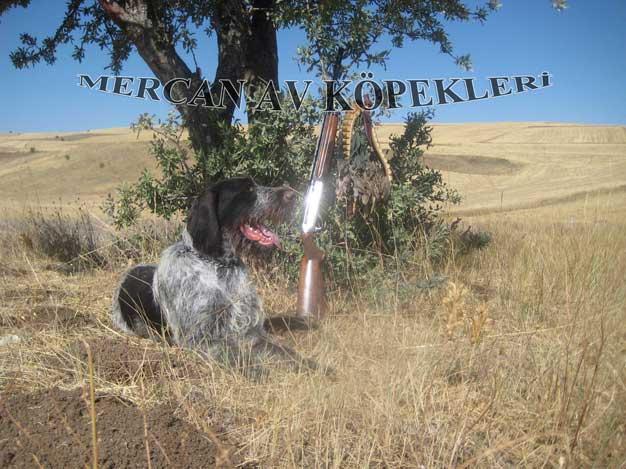 Mercan Av Köpekleri