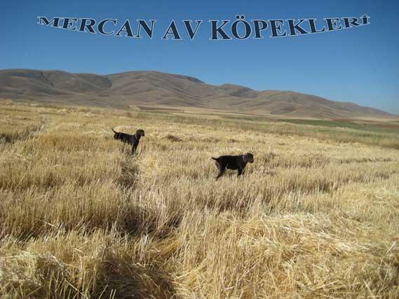 Mercan Av Köpekleri