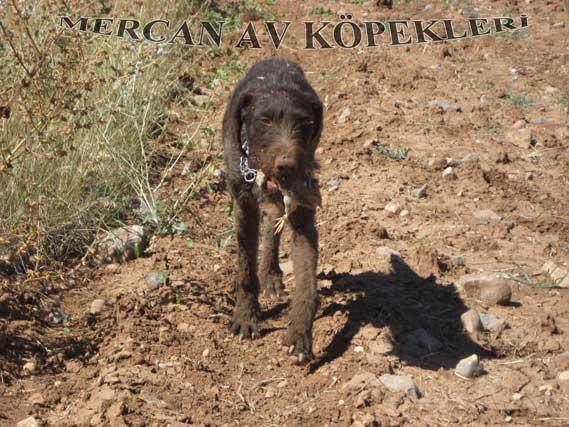 Mercan Av Köpekleri