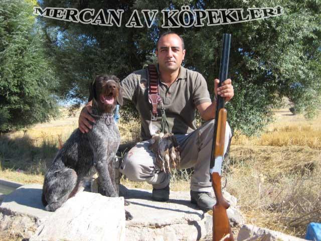 Mercan Av Köpekleri