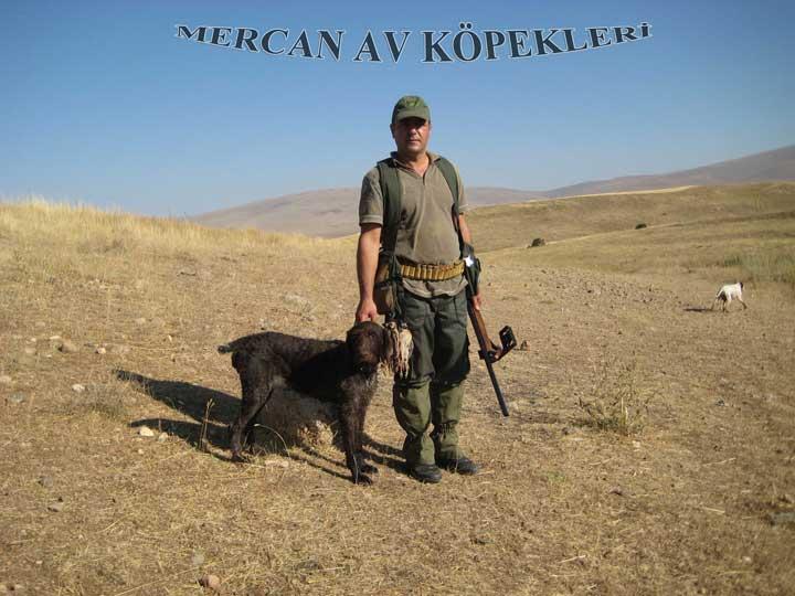 Mercan Av Köpekleri