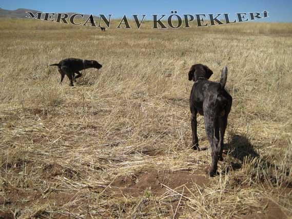 Mercan Av Köpekleri