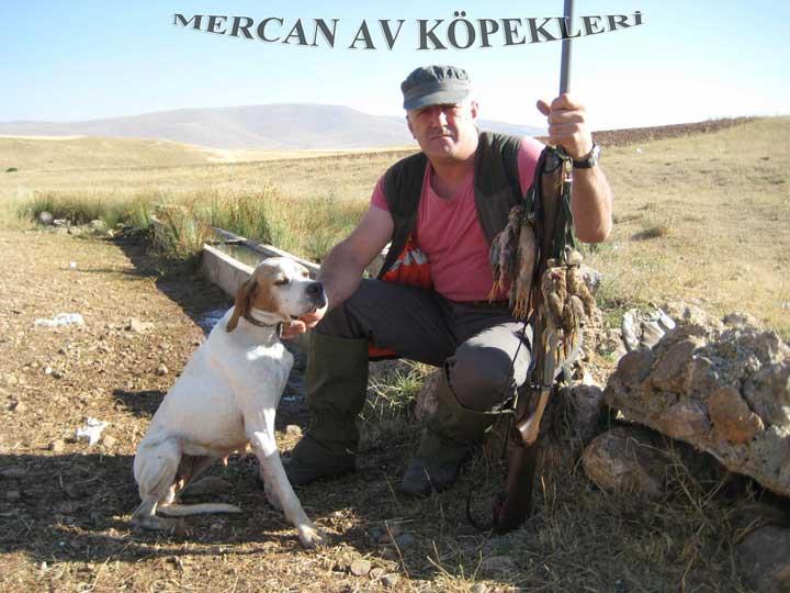 Mercan Av Köpekleri