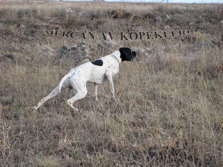 Mercan Av Köpekleri