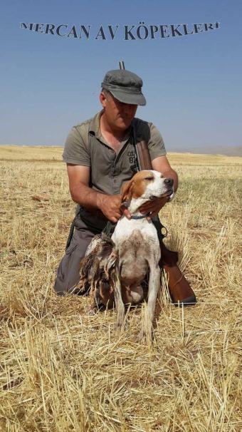 Mercan Av Köpekleri