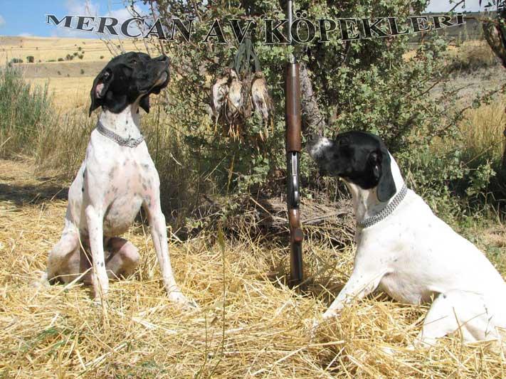 Mercan Av Köpekleri