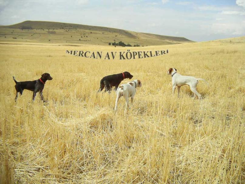 Mercan Av Köpekleri