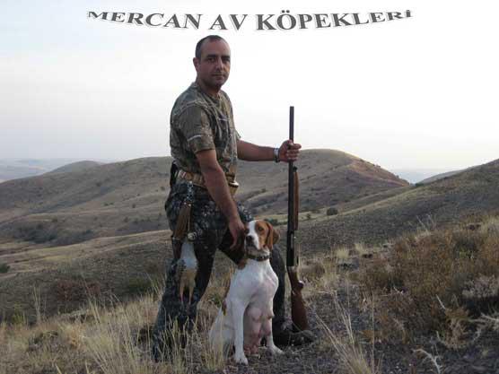 Mercan Av Köpekleri