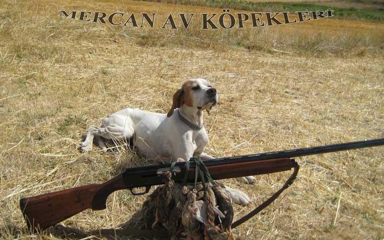 Mercan Av Köpekleri