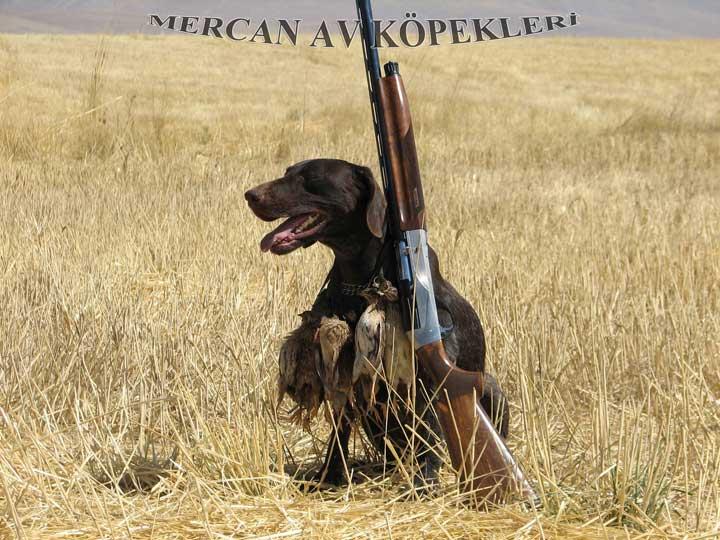 Mercan Av Köpekleri