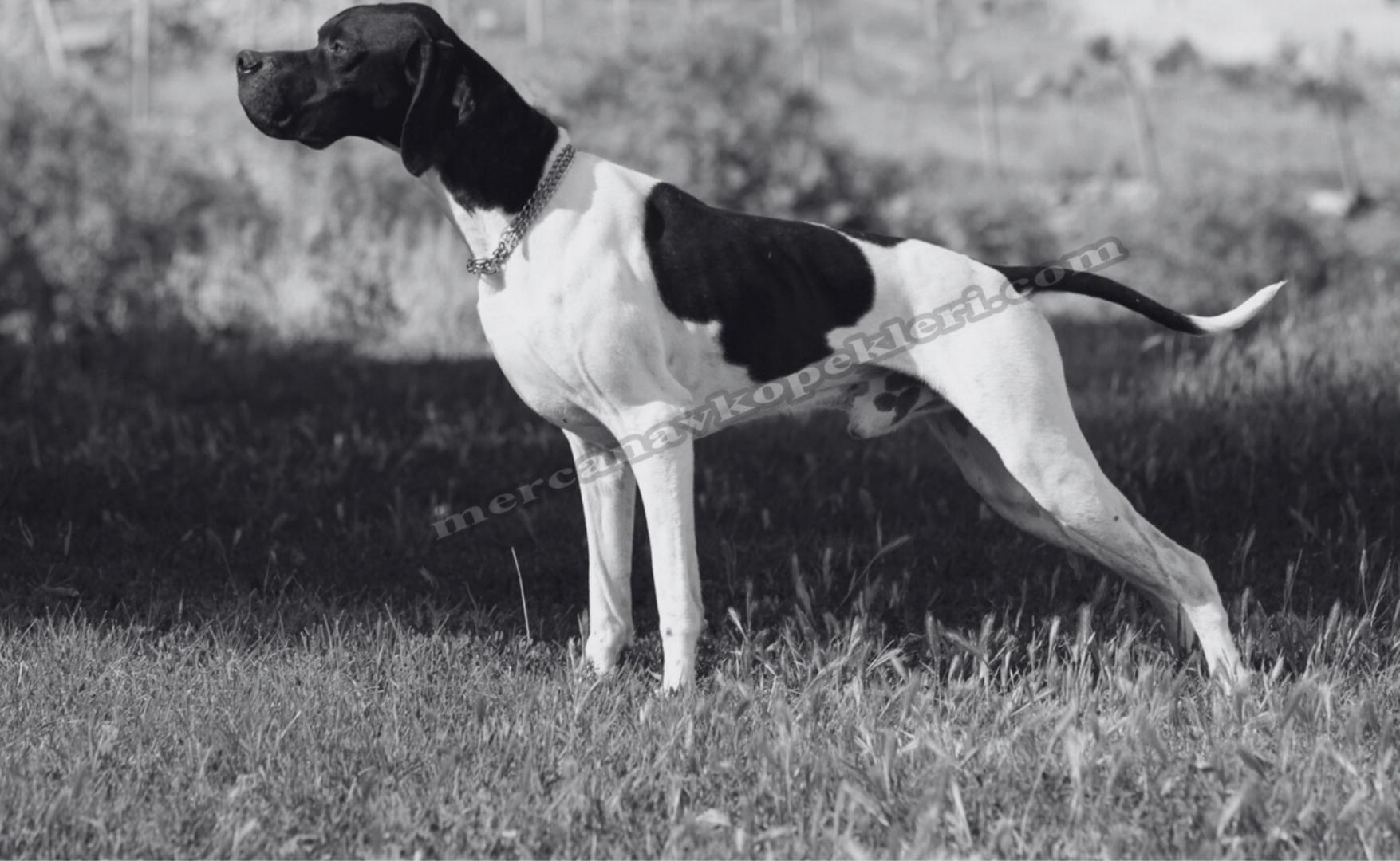 Mercan Av Köpekleri İthalat ve Yetiştiriciliği - Kayseri