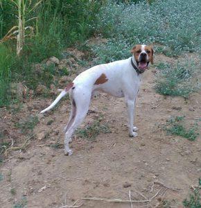 Pointer(Alanya)