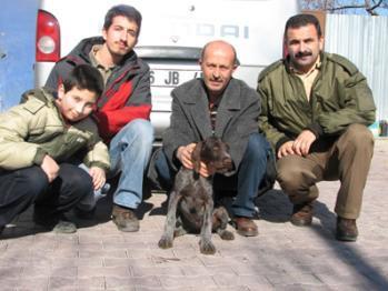 Deutsch Drahthaar (Ankara)