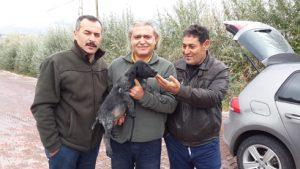 Deutsch Drahthaar(Erzincan)