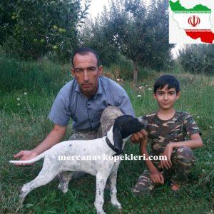 Pointer (İran)