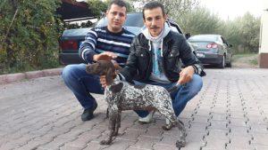 Kurzhaar(Karaman)