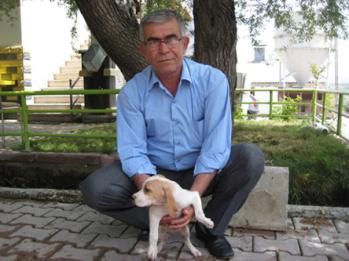 İngiliz Pointer(Adana)