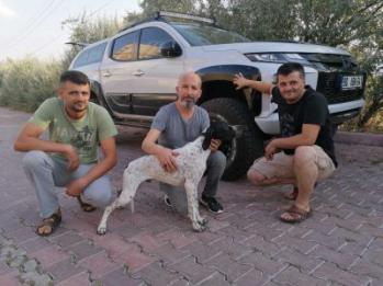 Pointer  Karlos vom Mercan (Osmaniye)