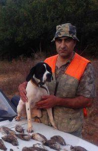 İngiliz Pointer